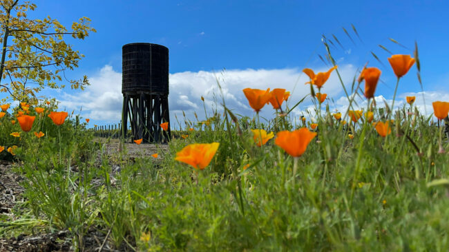 Poppies and a view of the old water tower on the Emeritus property