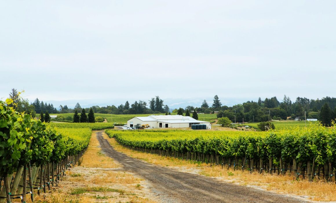 Rows of Pinot Noir vines along a gravel road at Hallberg Ranch, with part of the Wesley’s Reserve parcel on the left