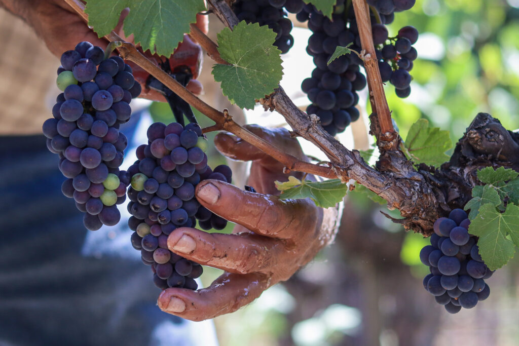 Hands holding clusters of Pinot Noir grapes on the vine as the vineyard team thins fruit in a single block