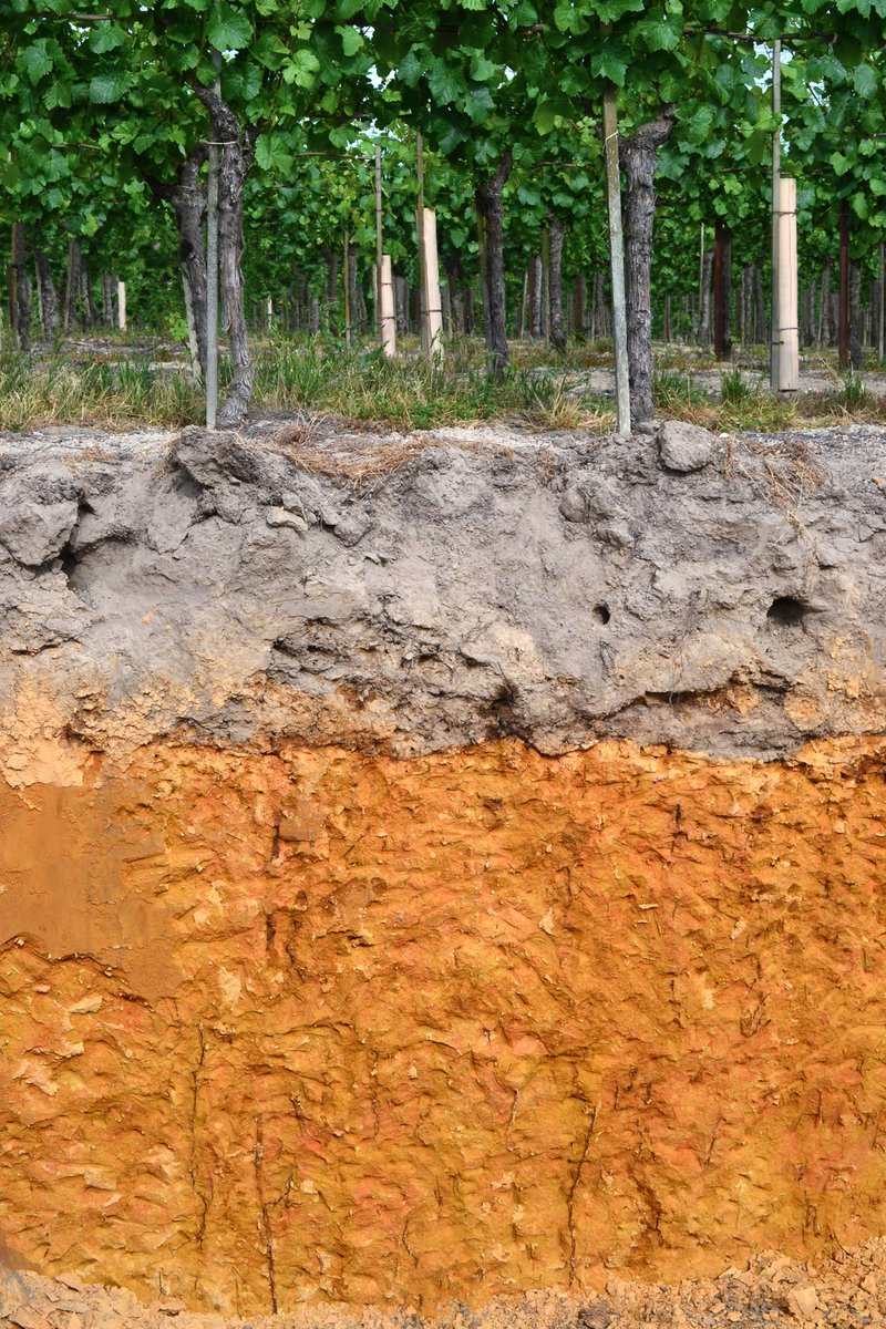 Russian River Valley terroir: soil profile at Hallberg Ranch showing pale Goldridge sandy loam over Sebastopol series sandy clay loam