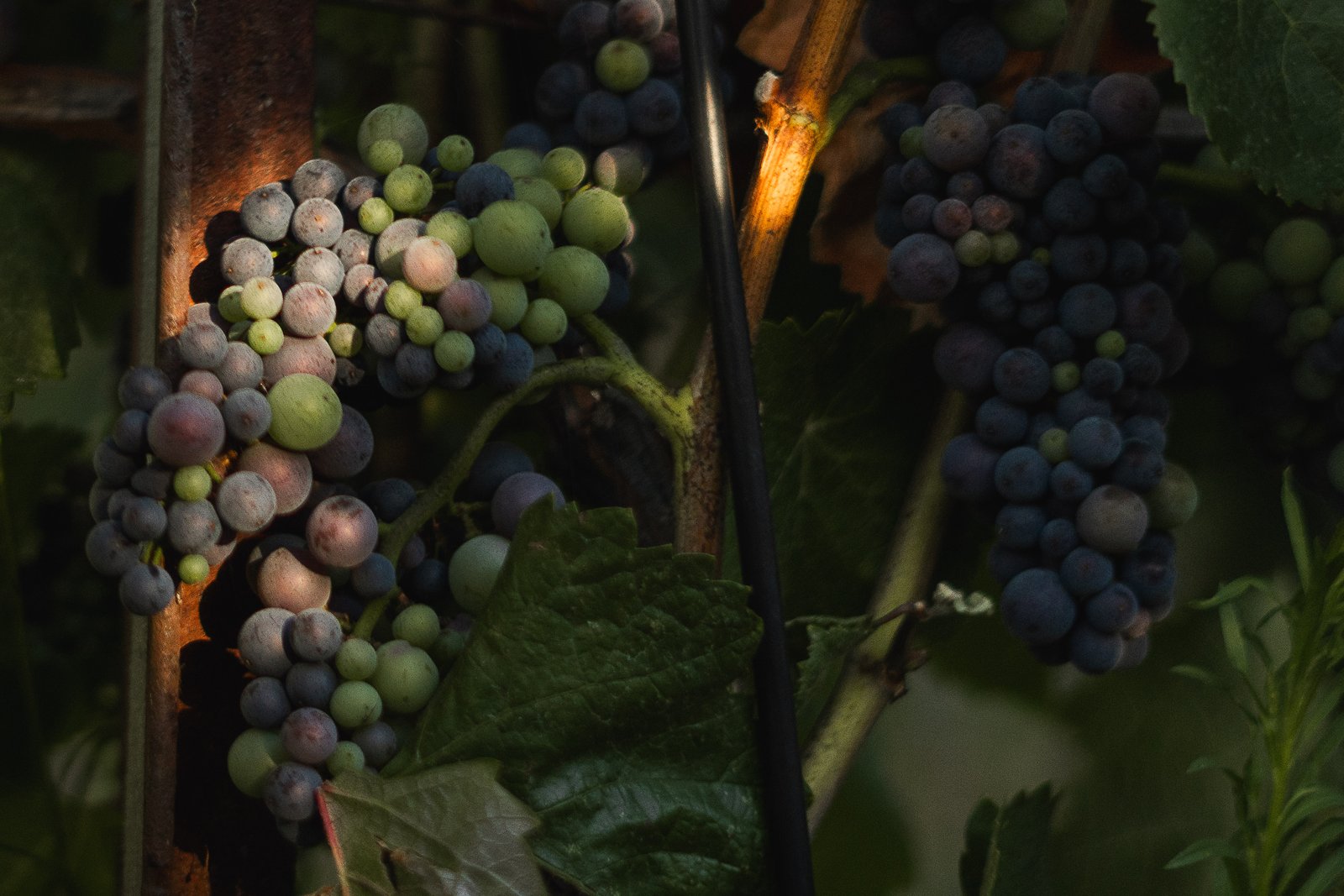 Pinot Noir clusters ripening on dry-farmed vines, berries shifting from green to purple