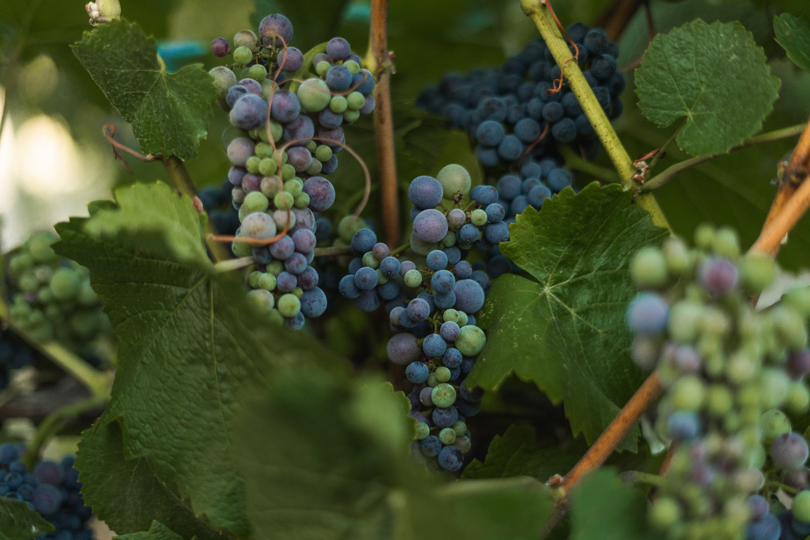 Small, tightly packed Pinot Noir berries, half green and half purple, on the vine