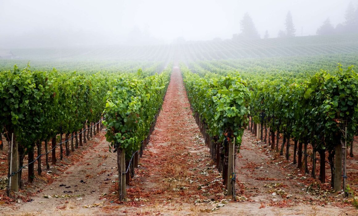 Fog over rows of Russian River Valley Pinot Noir vines at Hallberg Ranch, with sandy red-brown soil between the rows