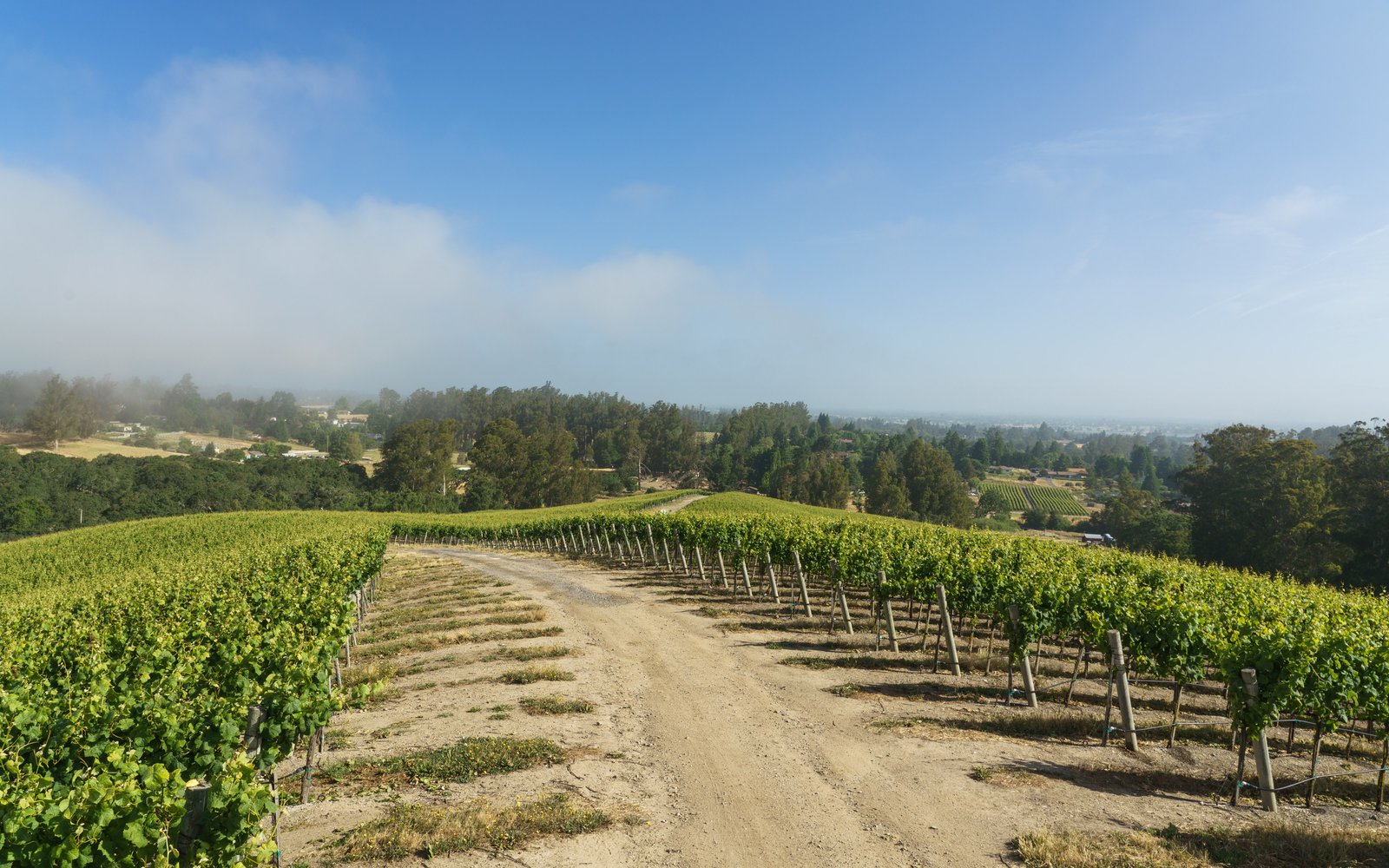Fog bank rolling in over Pinot Hill vineyard rows and a dirt road in the Russian River Valley